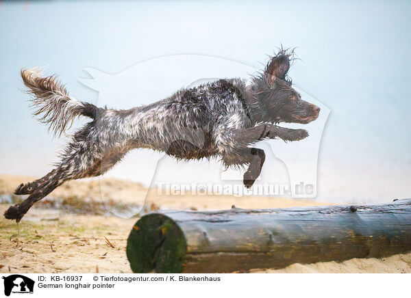 Deutsch Langhaar / German longhair pointer / KB-16937