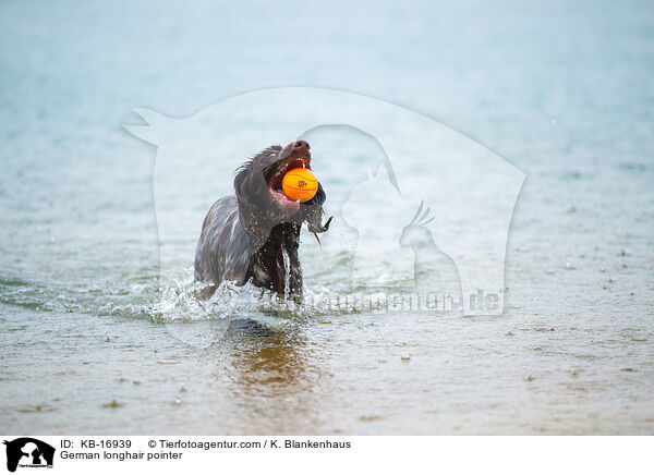 Deutsch Langhaar / German longhair pointer / KB-16939