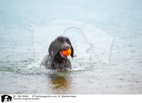 Deutsch Langhaar / German longhair pointer / KB-16940