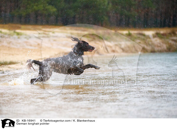 Deutsch Langhaar / German longhair pointer / KB-16941