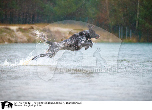 Deutsch Langhaar / German longhair pointer / KB-16942