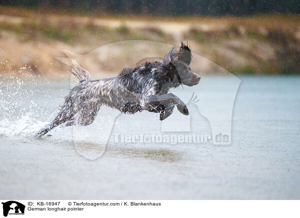 Deutsch Langhaar / German longhair pointer / KB-16947