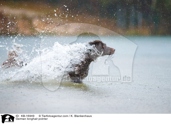 Deutsch Langhaar / German longhair pointer / KB-16949