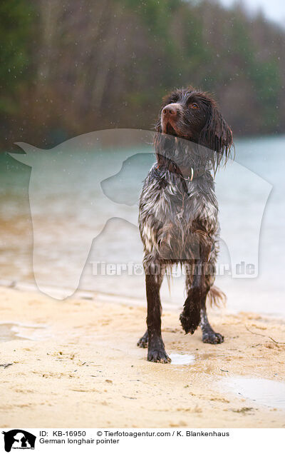 Deutsch Langhaar / German longhair pointer / KB-16950