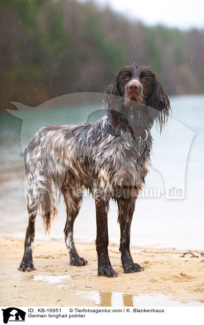 Deutsch Langhaar / German longhair pointer / KB-16951