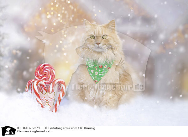 Deutsch Langhaar / German longhaired cat / KAB-02371