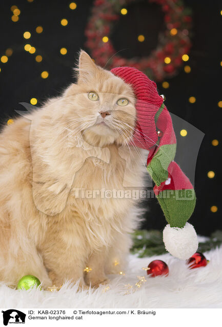 Deutsch Langhaar / German longhaired cat / KAB-02376