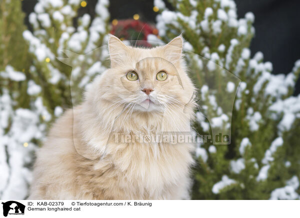 Deutsch Langhaar / German longhaired cat / KAB-02379