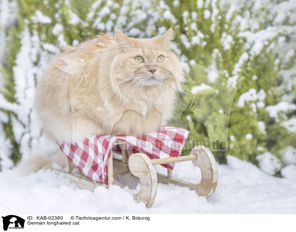 Deutsch Langhaar / German longhaired cat / KAB-02380