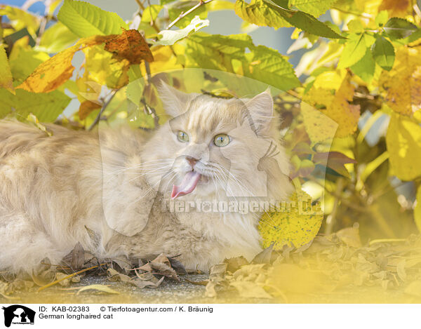 Deutsch Langhaar / German longhaired cat / KAB-02383