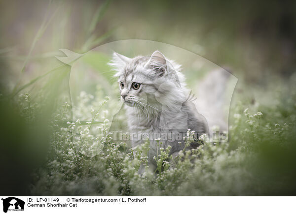 Deutsch Langhaar / German Shorthair Cat / LP-01149