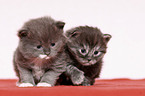 German Longhair Kitten