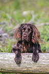 German longhaired Pointer