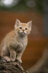 German Longhair Kitten