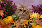 5 months old German Longhair cat