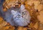 German Longhair kitten