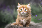 German Longhair Kitten