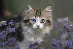 German Longhair Kitten