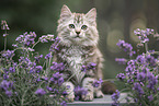 German Longhair Kitten