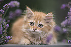 German Longhair Kitten