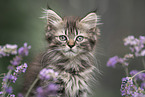 German Longhair Kitten