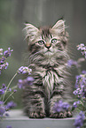 German Longhair Kitten