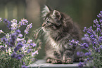 German Longhair Kitten