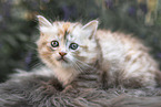 German Longhair Kitten