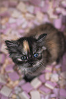 German Longhair Kitten