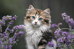 German Longhair Kitten