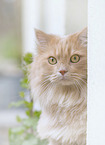 German Longhair Portrait