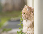 German Longhair Portrait