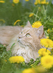 German Longhair