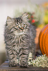 German Longhair Kitten