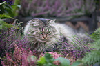 female German Longhair