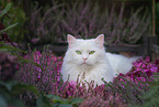 white German Longhair