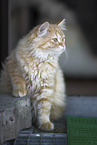 German Longhair Kitten