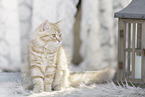 German Longhair Kitten