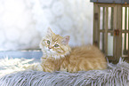 German Longhair Kitten