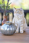 German Longhair Kitten