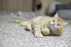 German Longhair Kitten