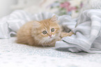 German Longhair Kitten