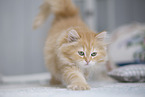 German Longhair Kitten