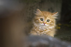 German Longhair Kitten