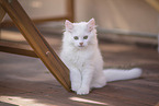 German Longhair