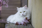 German Longhair