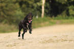 German longhaired Pointer