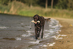 German longhaired Pointer