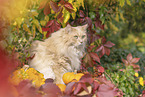 German longhair cat