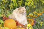 German longhair cat